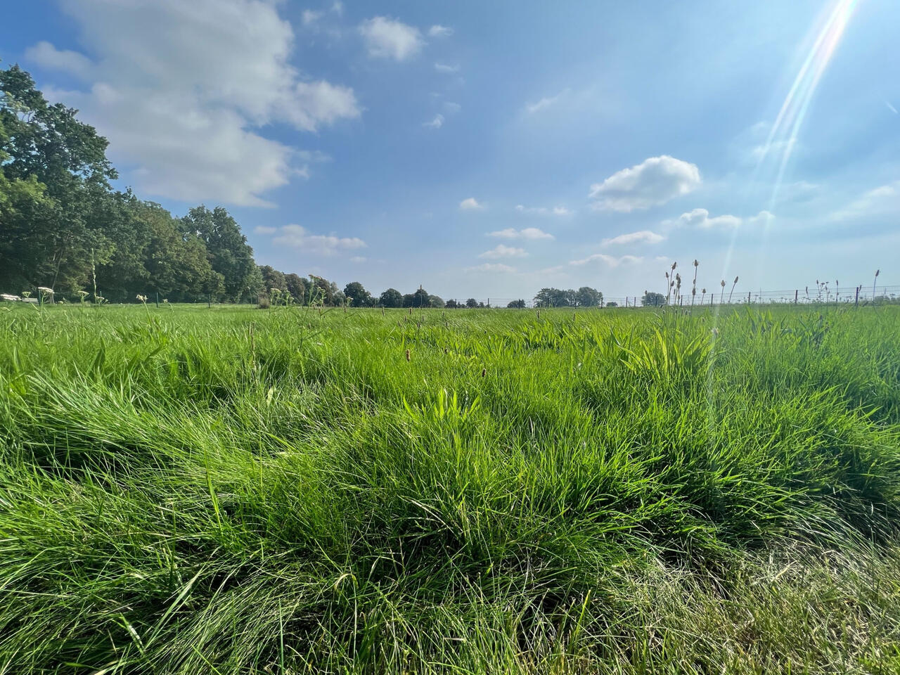 Urlaub im Wohnmobil, Camper Wiese auf Rügen