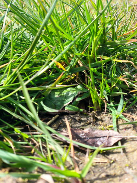Natur - Laubfrosch